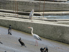 Ardea cinerea