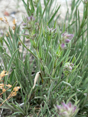 Penstemon auriberbis