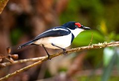Brown-Throated Wattle-Eye photo 2