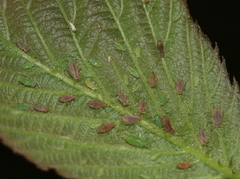 Macrosiphum funestum