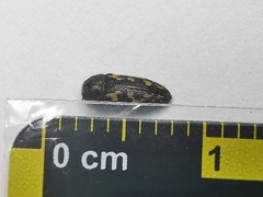 Acmaeodera neoneglecta