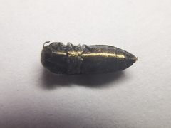 Acmaeodera neoneglecta