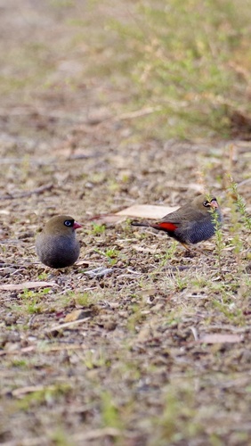 Beautiful Firetail (Stagonopleura bella), photo 3