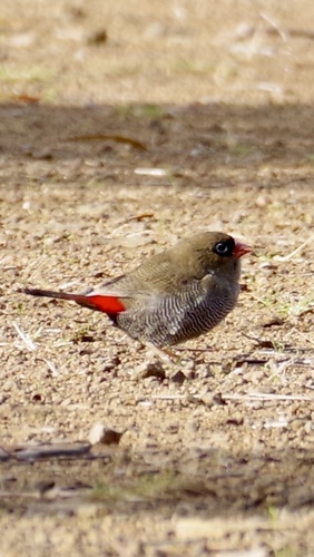 Beautiful Firetail (Stagonopleura bella), photo 4