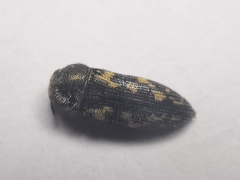 Acmaeodera neoneglecta