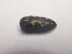 Acmaeodera neoneglecta