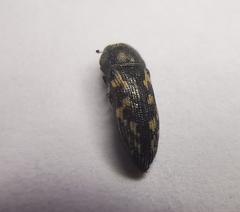 Acmaeodera neoneglecta