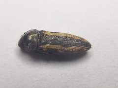 Acmaeodera neoneglecta