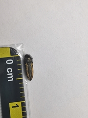 Acmaeodera neoneglecta