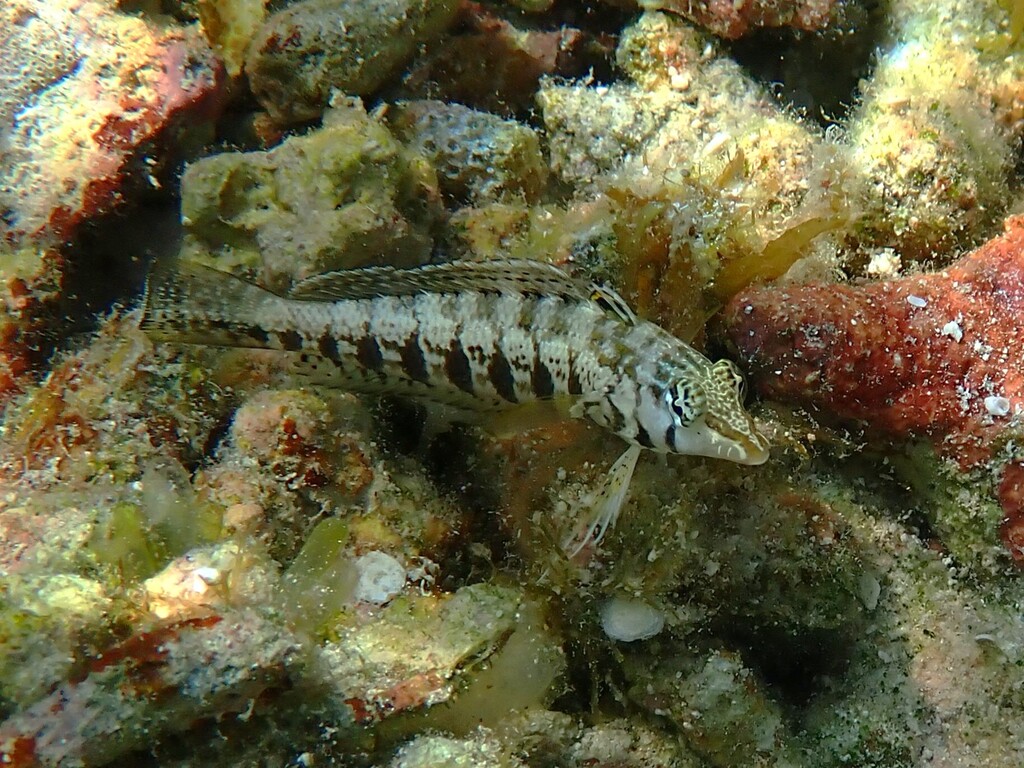 Cylindrical sandperch