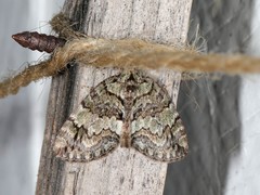 Hydriomena renunciata