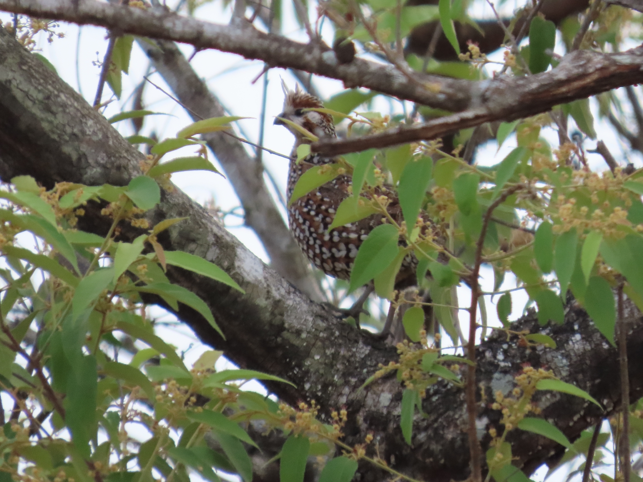 Crested Bobwhite (Colinus cristatus), photo 6