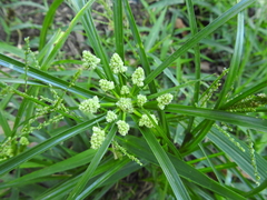Cyperus luzulae