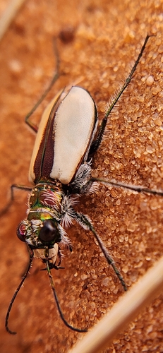 Coral Pink Sand Dunes Tiger Beetle photo 4