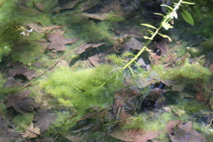 Rorippa aquatica, photograph (c) diana schwartz, some rights reserved (CC BY)