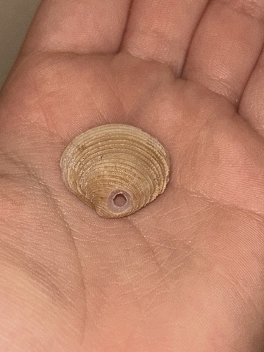 Chionopsis intapurpurea
