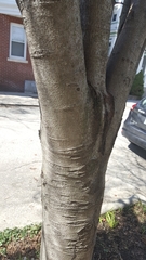 Angiospermae