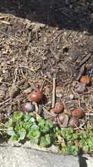 Angiospermae