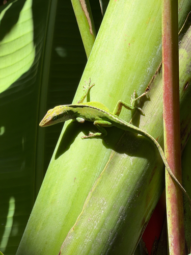 Anolis carolinensis observed 2026-05-04