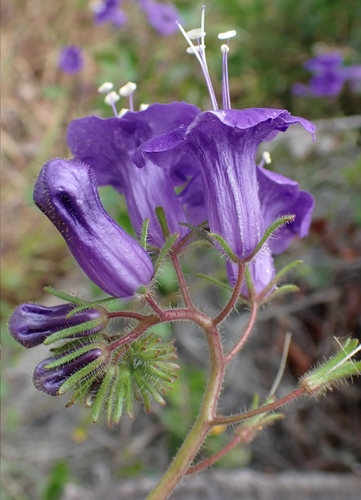 Wild canterbury bells (Phacelia minor)