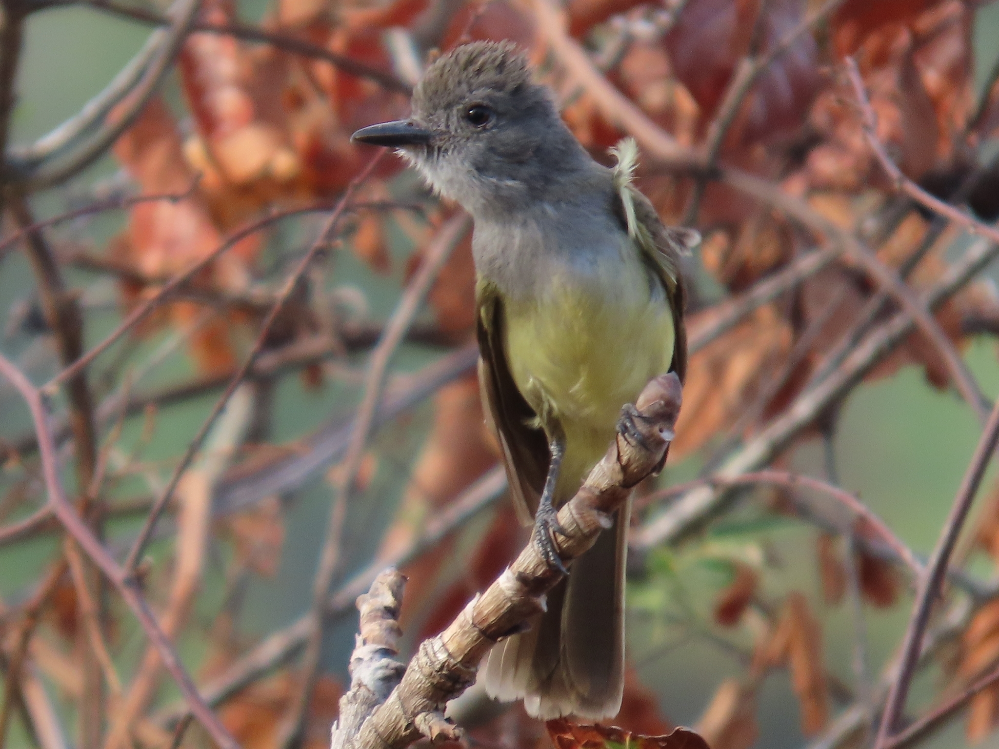 Panama Flycatcher (Myiarchus panamensis), photo 9
