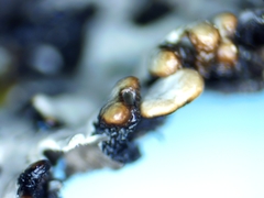 Hypogymnia incurvoides