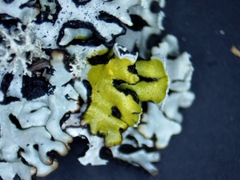 Hypogymnia incurvoides
