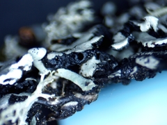 Hypogymnia incurvoides