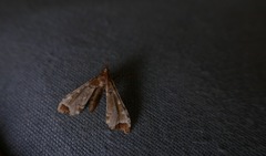 Leucinodes cordalis