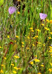 Sidalcea diploscypha