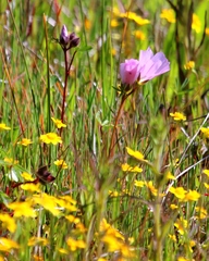 Sidalcea diploscypha