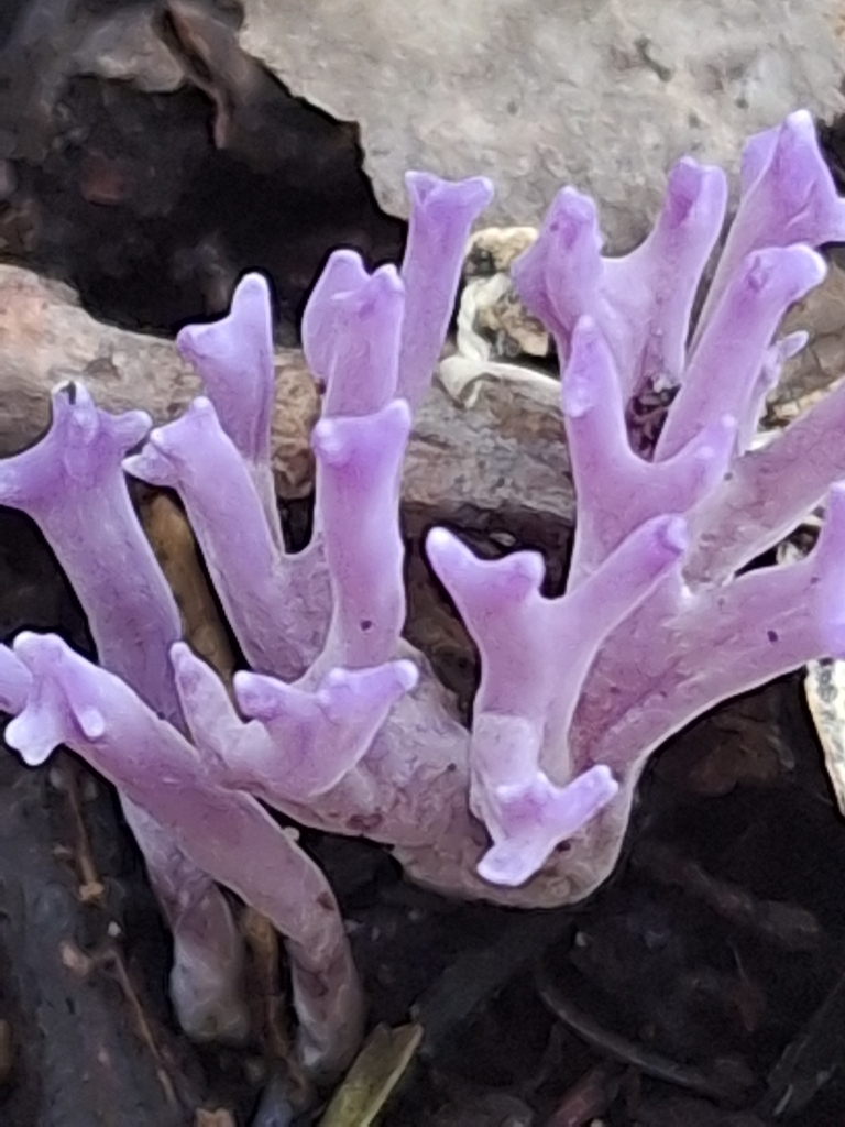 Ramariopsis pulchella · May 2026 · photo: © melwhiting (iNaturalist, cc-by)