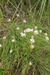 Allium haematochiton