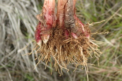 Allium haematochiton