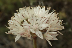 Allium haematochiton