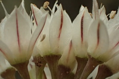 Allium haematochiton