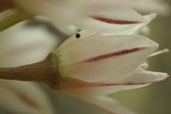 Allium haematochiton