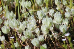 Psilocarphus brevissimus