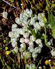 Psilocarphus brevissimus