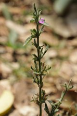 Dicliptera peduncularis