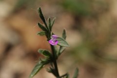 Dicliptera peduncularis