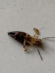 Euborellia annulipes