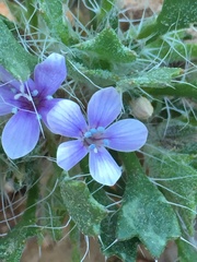 Langloisia setosissima