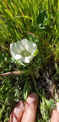 Calystegia subacaulis