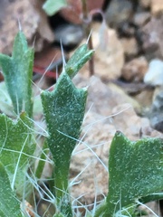 Langloisia setosissima