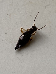 Euborellia annulipes