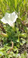 Calystegia subacaulis