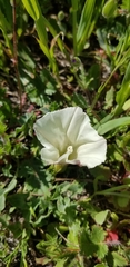 Calystegia subacaulis