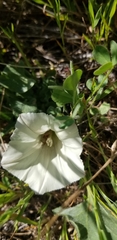 Calystegia subacaulis
