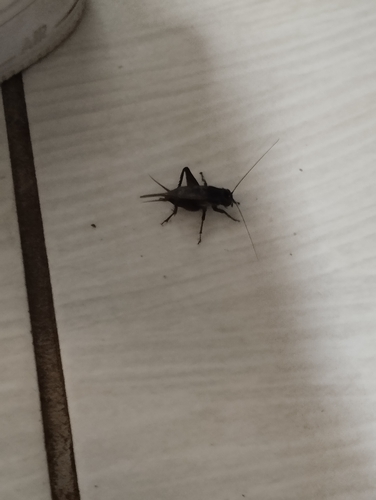 Ground Crickets
